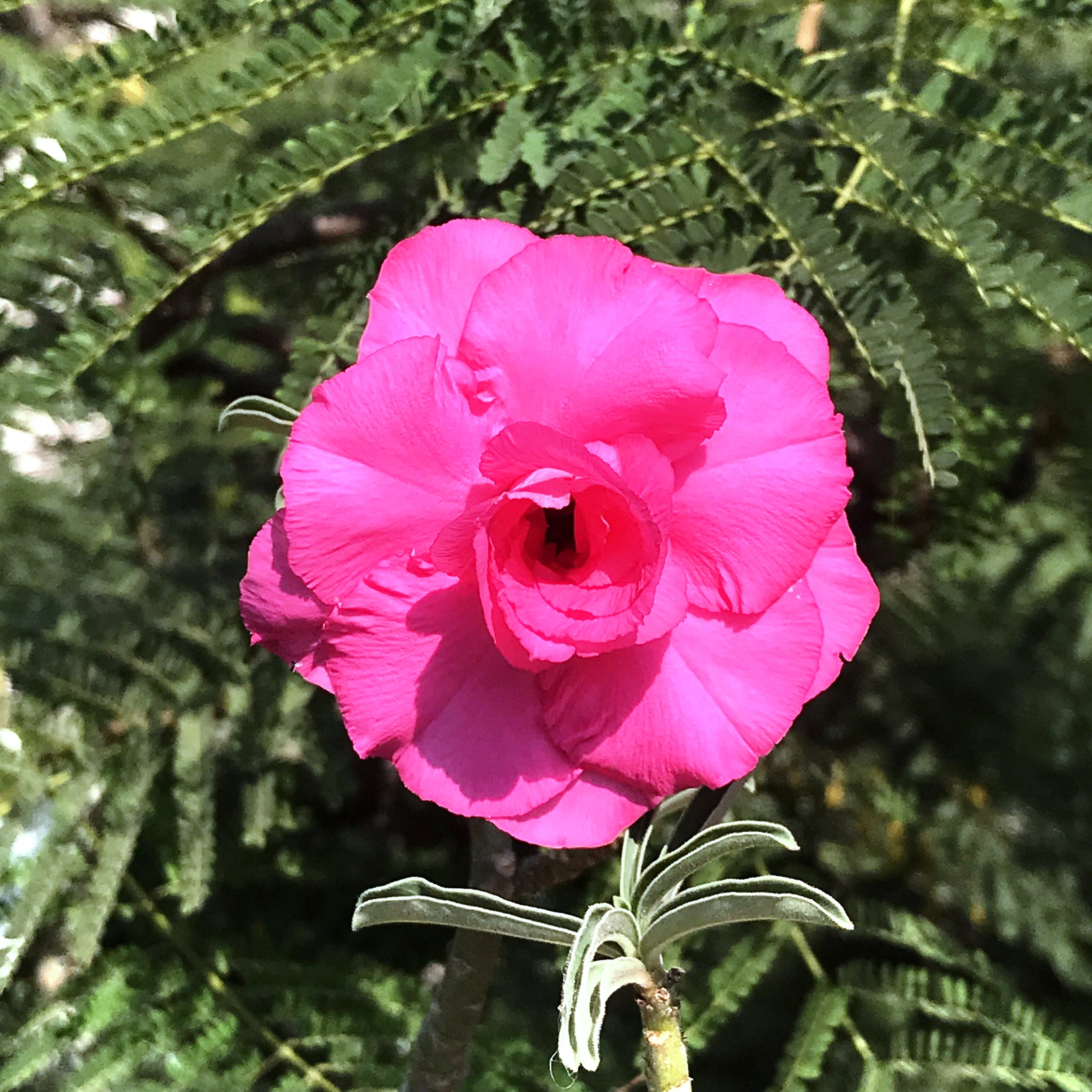 Hussade Pink Adenium Plant - myBageecha