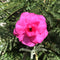 Hussade Pink Adenium Plant