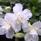 White Jasmin Adenium Plant