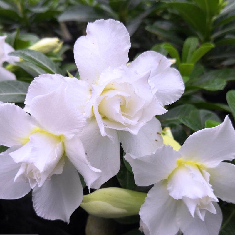 White Jasmin Adenium Plant