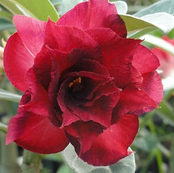 Black Rose Adenium Plant - myBageecha