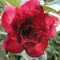 Black Rose Adenium Plant