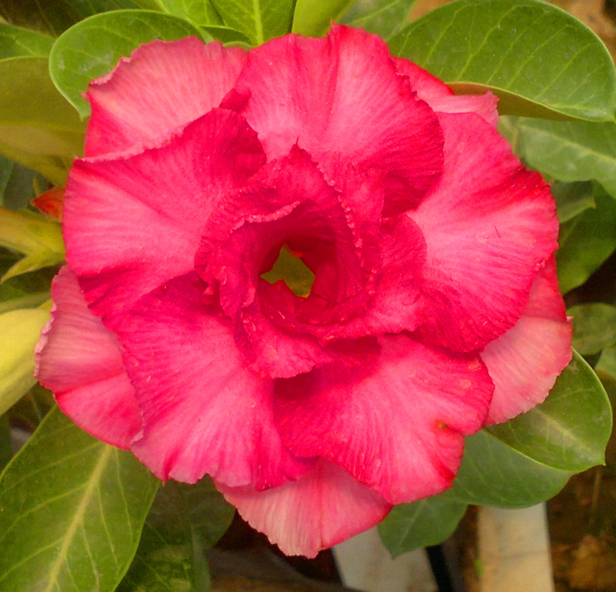 Pink Valentine Adenium Plant - myBageecha