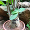 Adenium Arabicum-Godji(F1) Plant