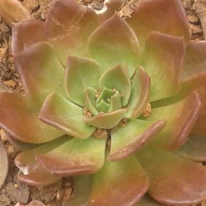 Echeveria Melaco Succulent Plant