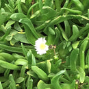 Delosperma Basuticum White Nugget Succulent Plant