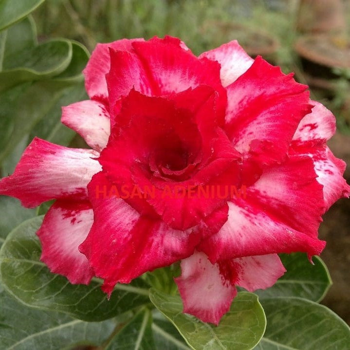 Siam Pink Camellia Adenium Plant - myBageecha