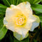 Golden Rose Adenium Plant