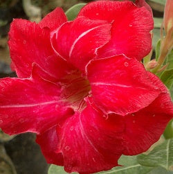 Rose Median Adenium Plant