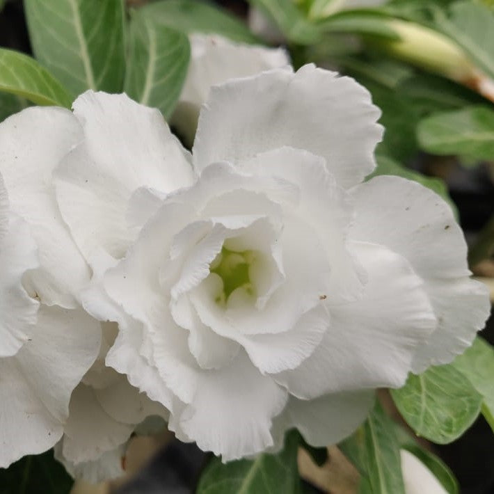 White Valentine Adenium Plant - myBageecha