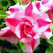 Pink Flickr Adenium Plant