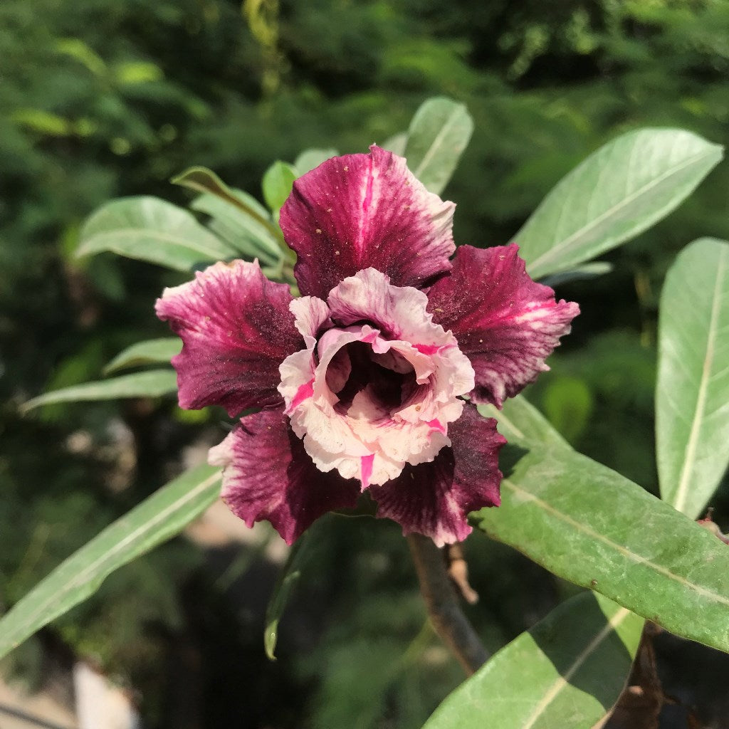 Purple Delight Adenium Plant - myBageecha