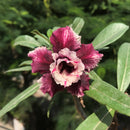 Purple Delight Adenium Plant