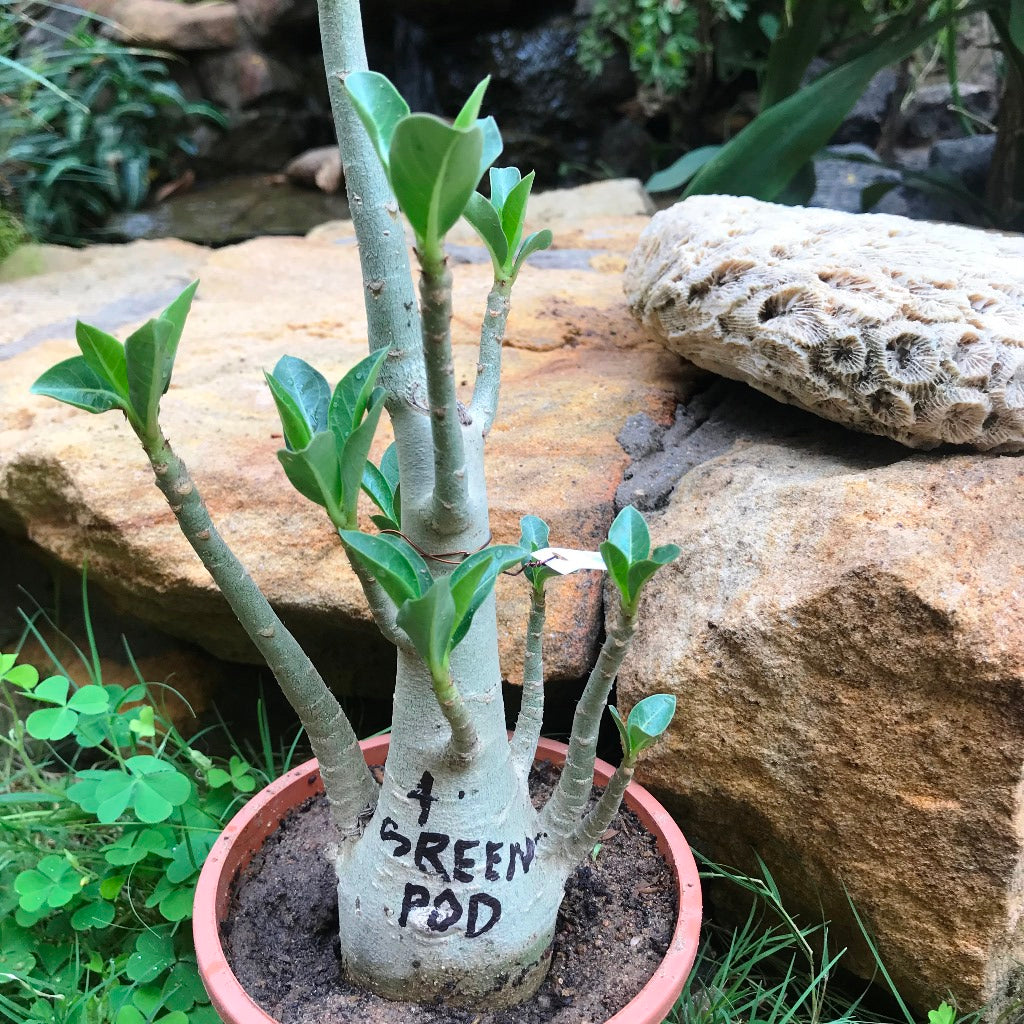Adenium Arabicum - Green Pod Plant - myBageecha