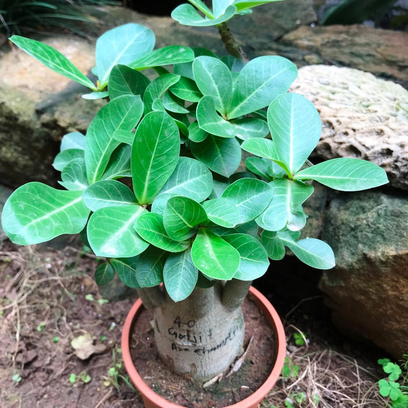 Adenium Arabicum  Godji+Ara champion (F1) Plant