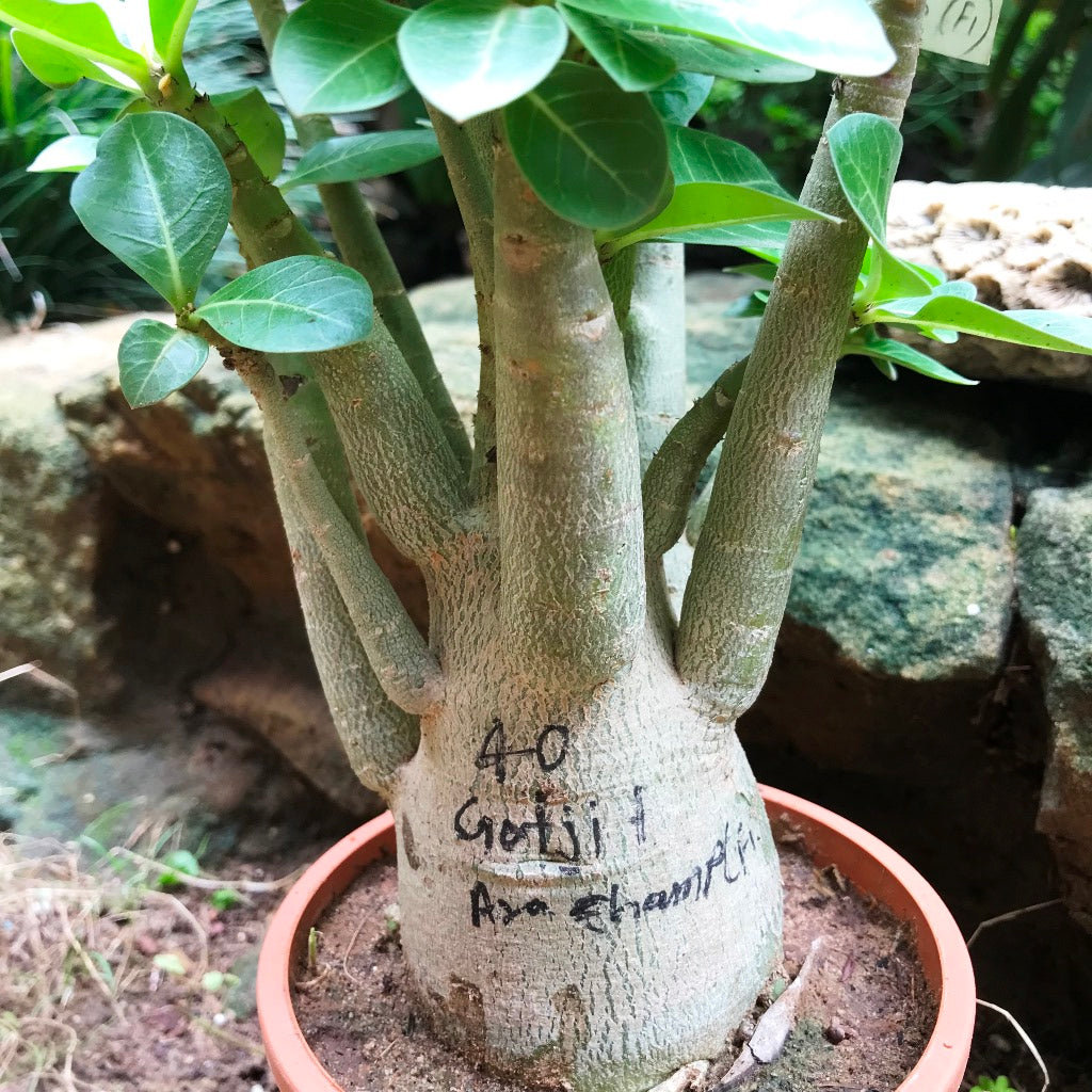 Adenium Arabicum  Godji+Ara champion (F1) Plant - myBageecha