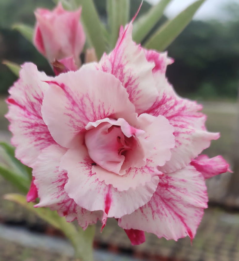 Country Rose Adenium Plant