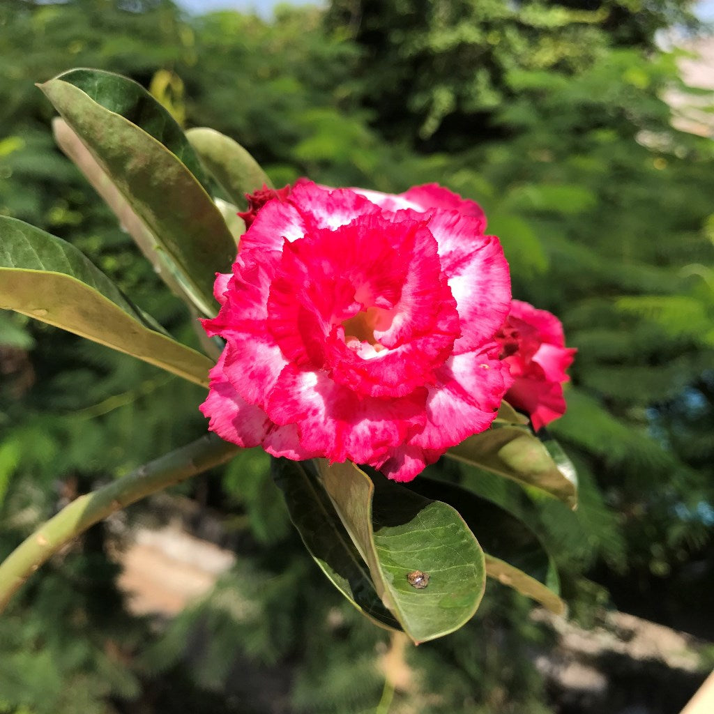 Rosy Spiral Adenium Plant - myBageecha