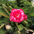 Rosy Spiral Adenium Plant