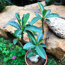 Adenium Arabicum - PNB Plant
