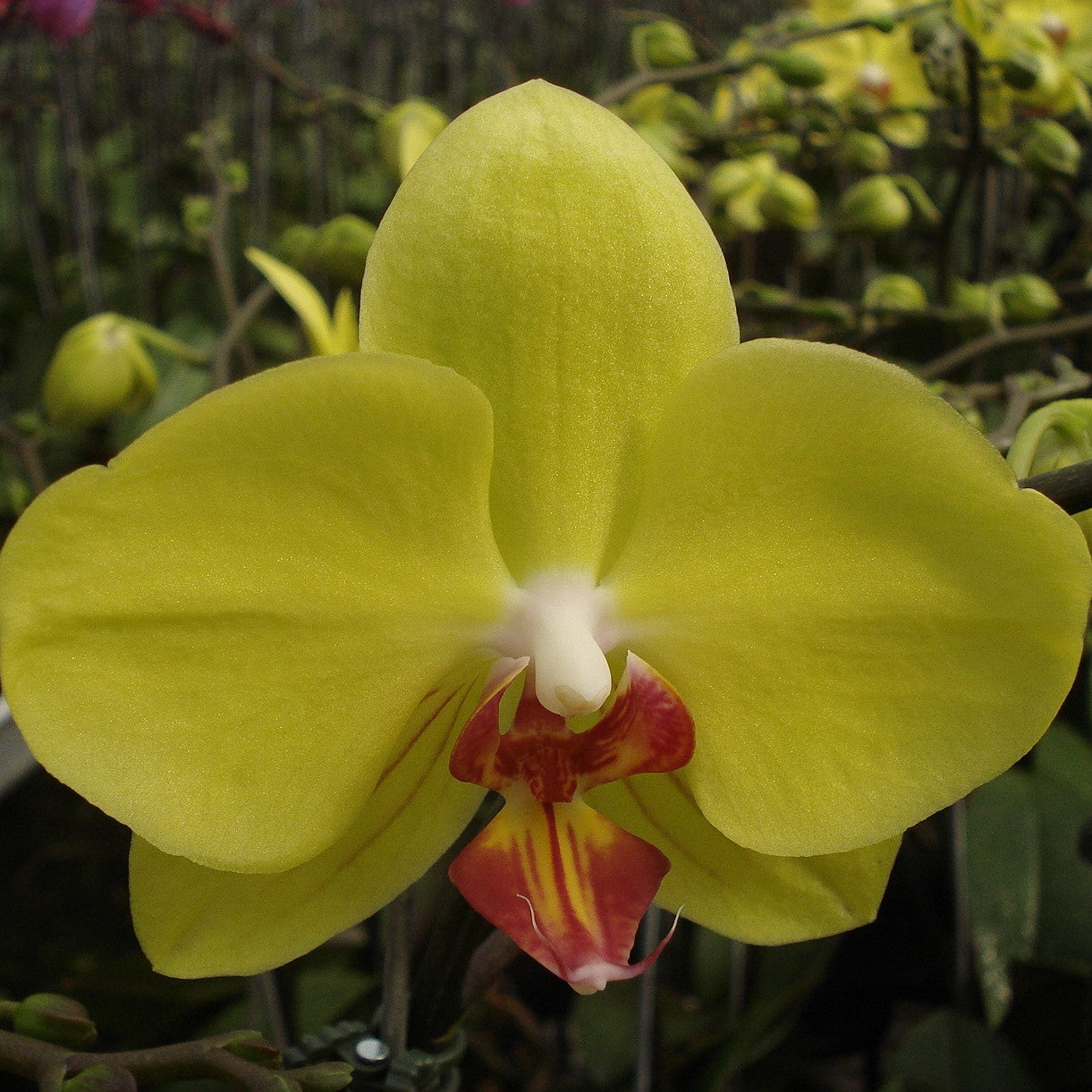 Phalaenopsis-502 - myBageecha