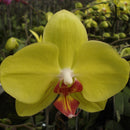 Phalaenopsis-502