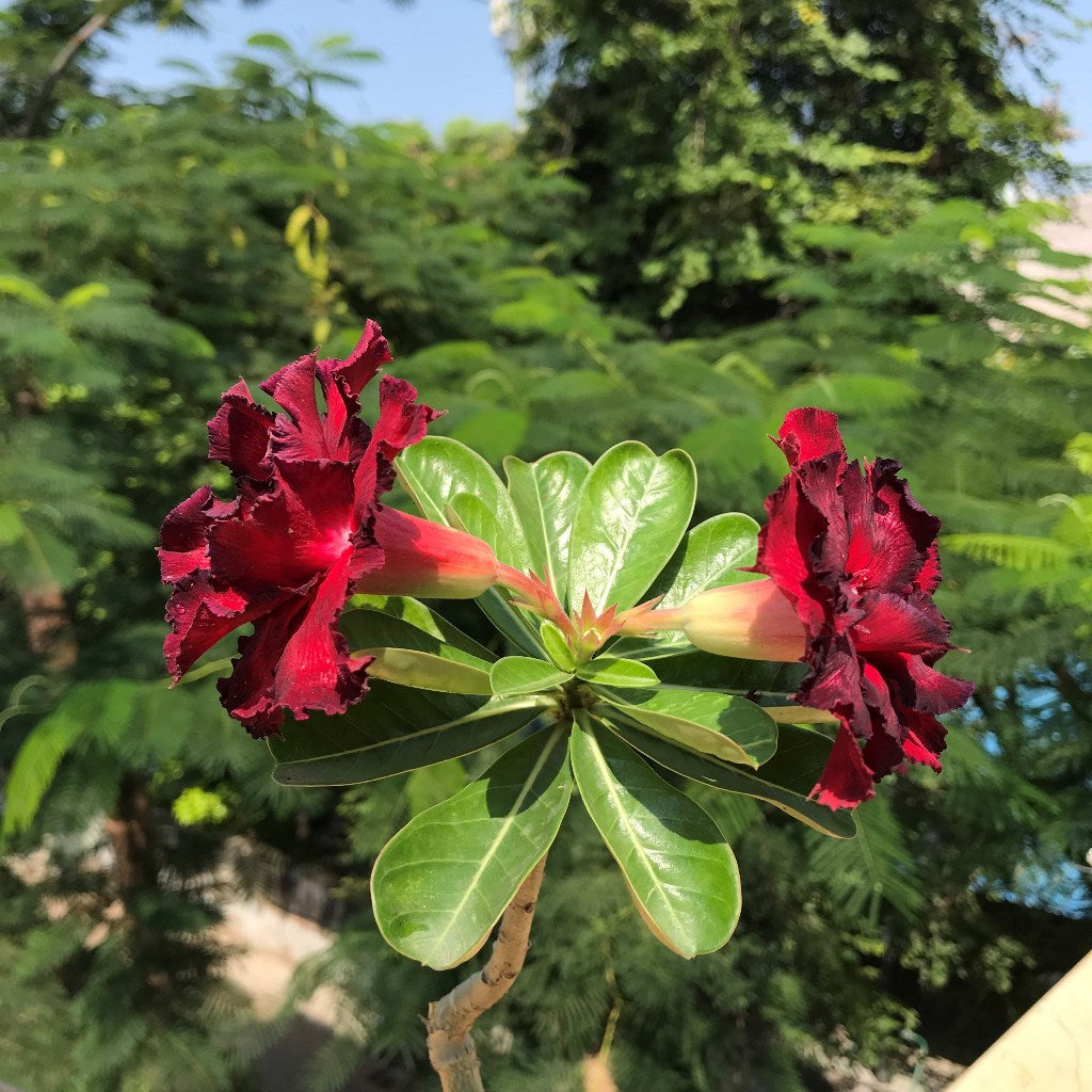 Crimson Crimple Adenium Plant - myBageecha