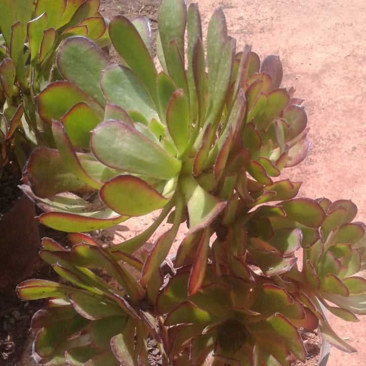 Aeonium Cyclops Succulent Plant - myBageecha