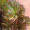 Aeonium Cyclops Succulent Plant