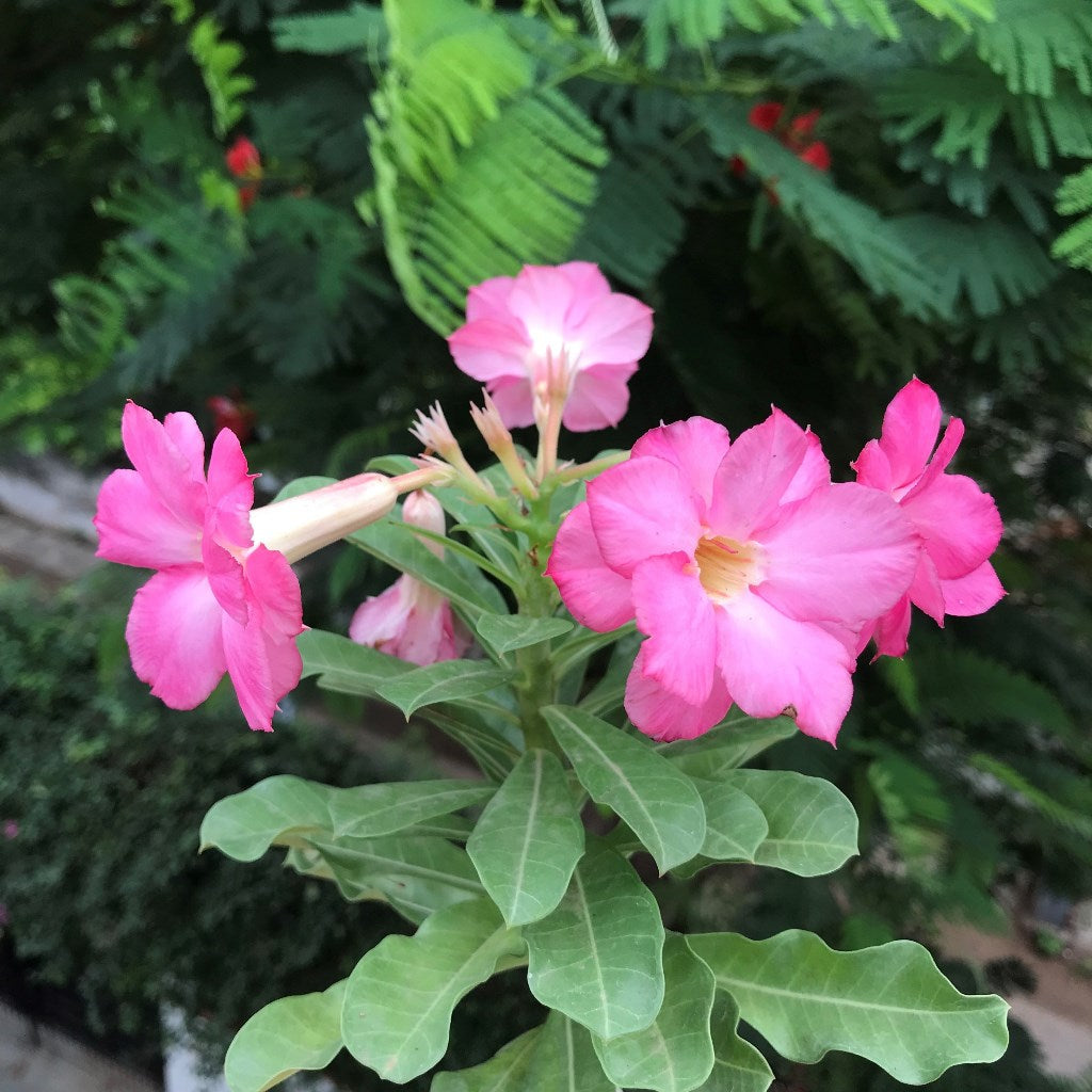 Pink Beauty Adenium Plant - myBageecha