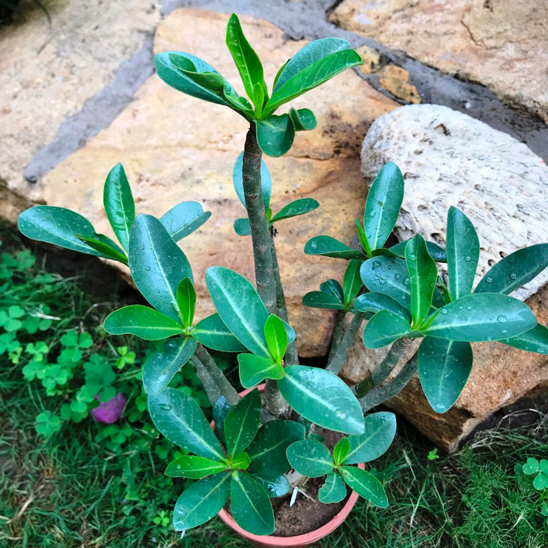 Adenium Arabicum - KHZ Plant