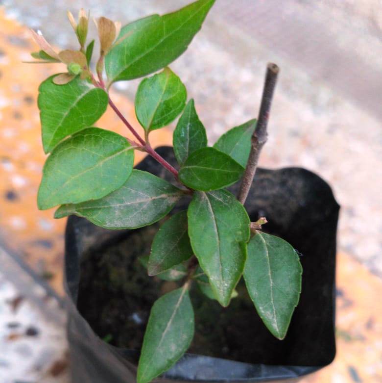 Abelia Grandiflora Plant