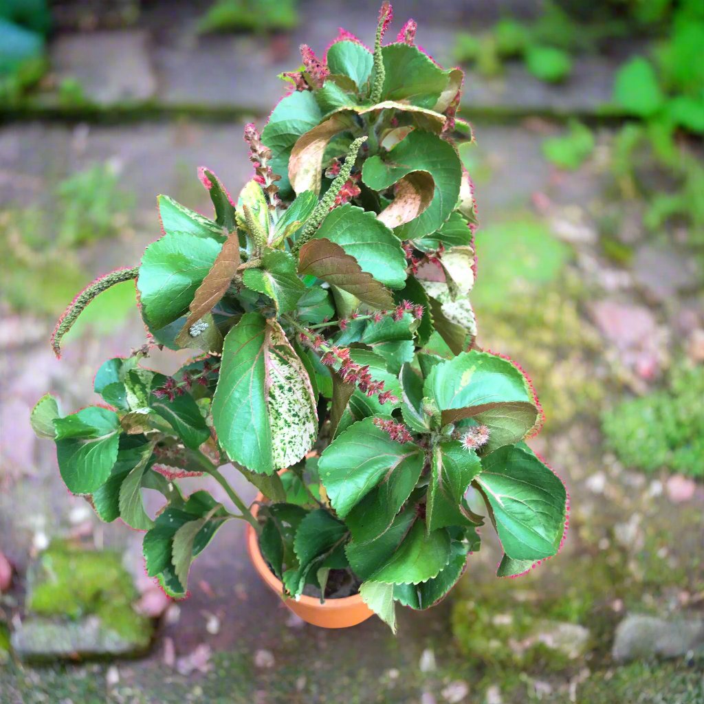 Acalypha Wilkesiana 'Mosaica' Plants myBageecha - myBageecha