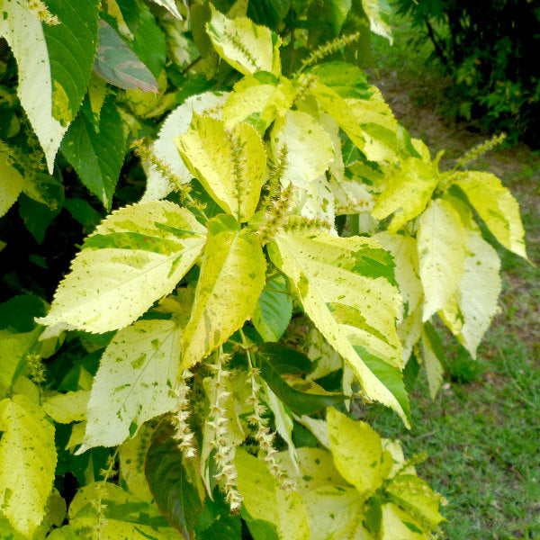 Acalypha Wilkesiana Java White Plant