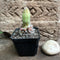 Acanthocereus Tetragonus Fairy Castle Cactus Plant