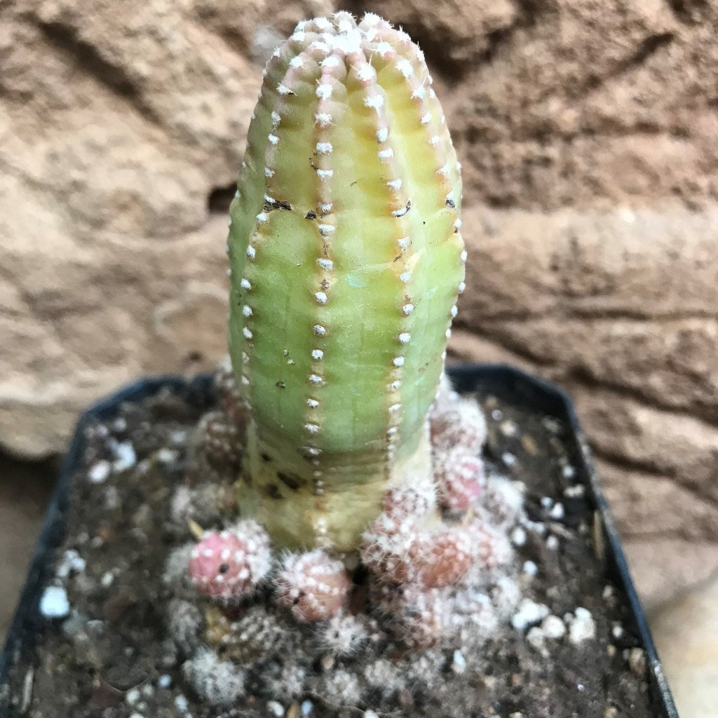 Acanthocereus Tetragonus Fairy Castle Cactus Plant - myBageecha