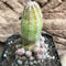 Acanthocereus Tetragonus Fairy Castle Cactus Plant