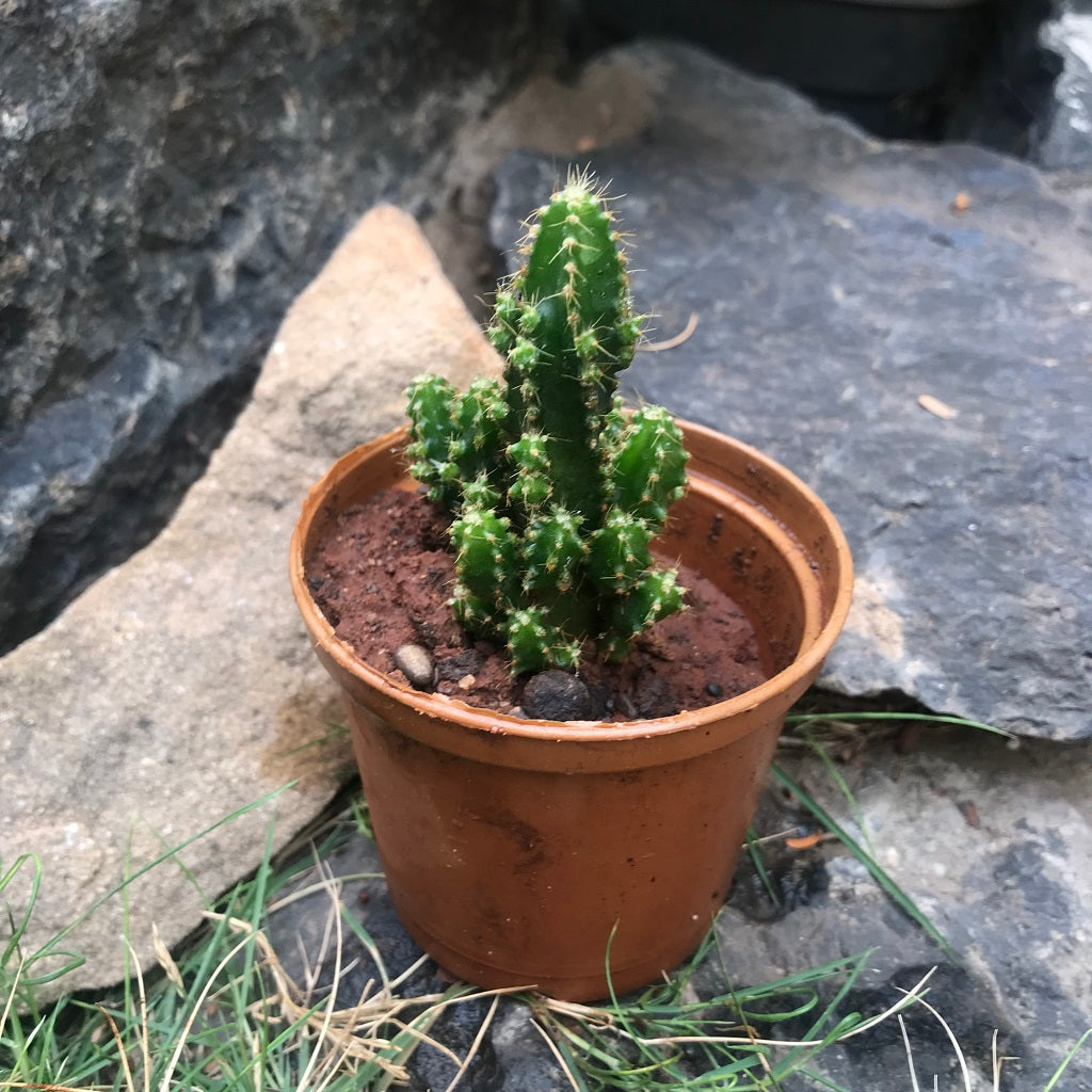 Acanthocereus Tetragonus Fairy Castle Cactus Plant - myBageecha