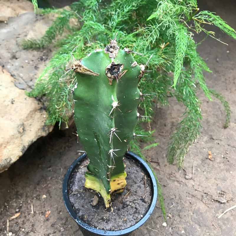 Acanthocereus Tetragonus Triangle Cactus Plant