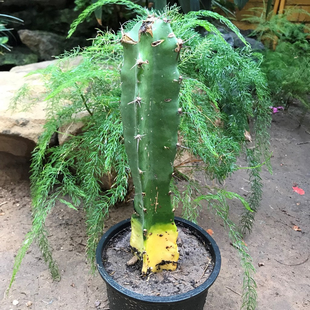 Acanthocereus Tetragonus Triangle Cactus Plant - myBageecha