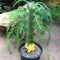 Acanthocereus Tetragonus Triangle Cactus Plant