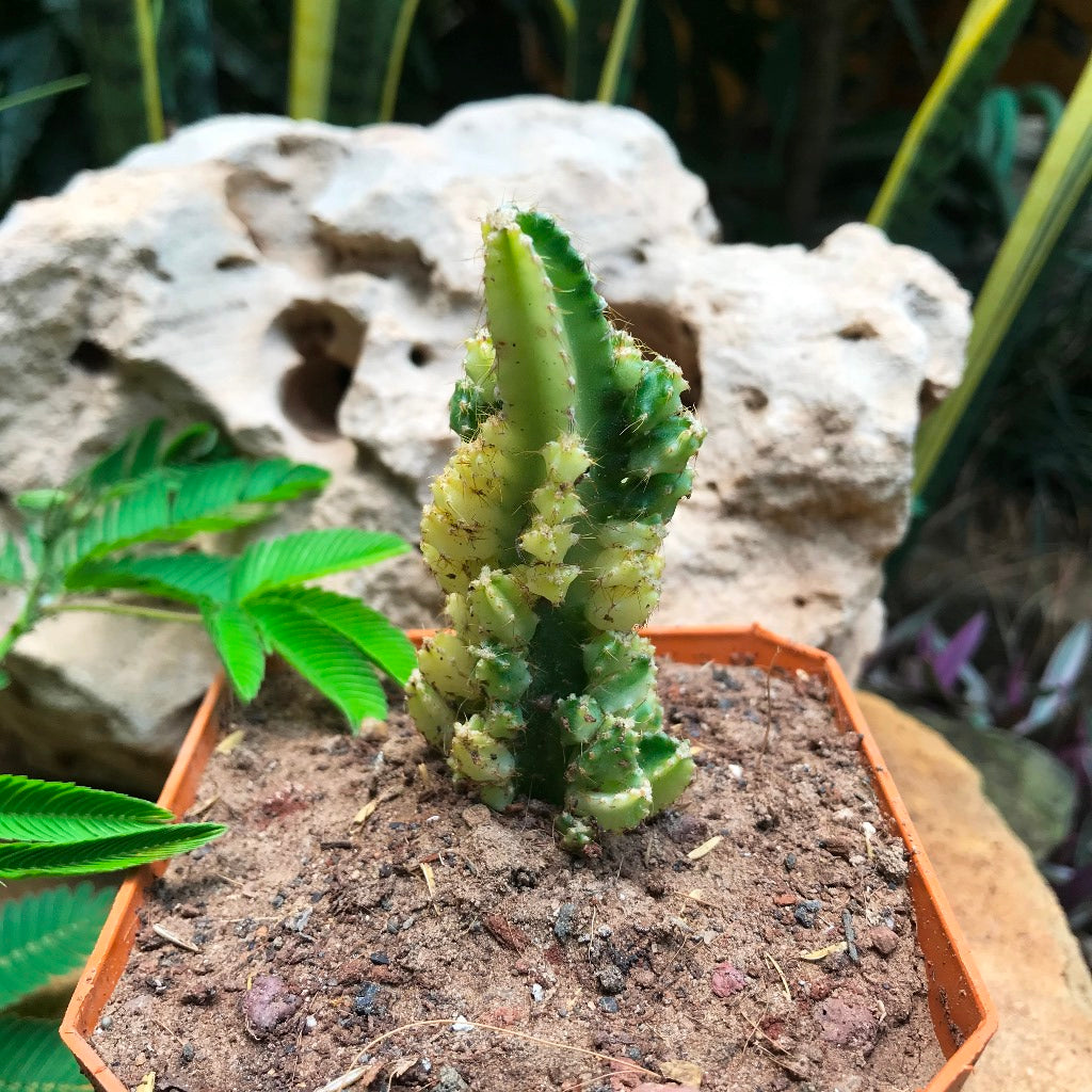 Acanthocereus Tetragonus Variagata Cactus Plant - myBageecha