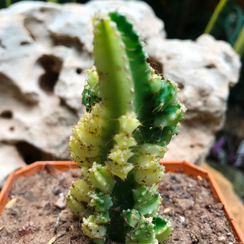 Acanthocereus Tetragonus Variagata Cactus Plant