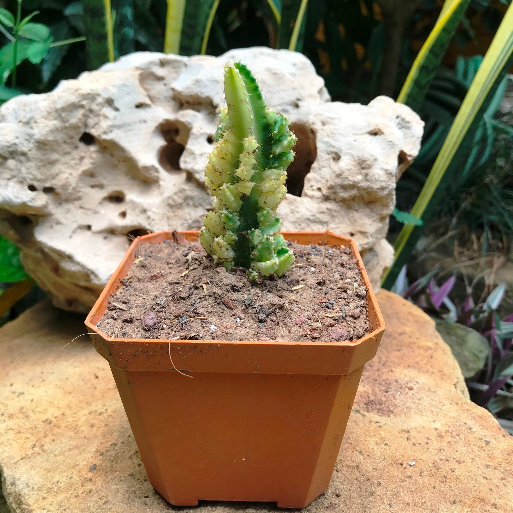 Acanthocereus Tetragonus Variagata Cactus Plant - myBageecha