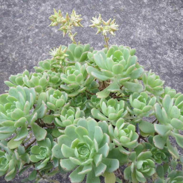 Aeonium Castello Paivae Variegata Succulent Plant - myBageecha