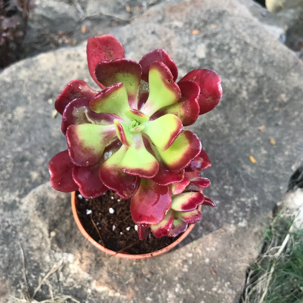 Aeonium Garnet Fire Rose Succulent Plant - myBageecha