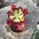 Aeonium Garnet Fire Rose Succulent Plant