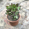 Aeonium Decorum f. variegata Succulent Plant