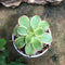 Aeonium Haworthii Kiwi Verde Succulent Plant
