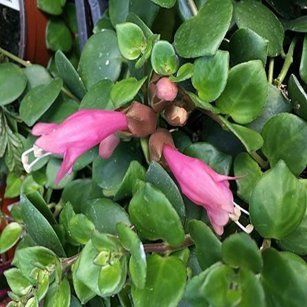 Aeschynanthus Thai Pink Plant - myBageecha